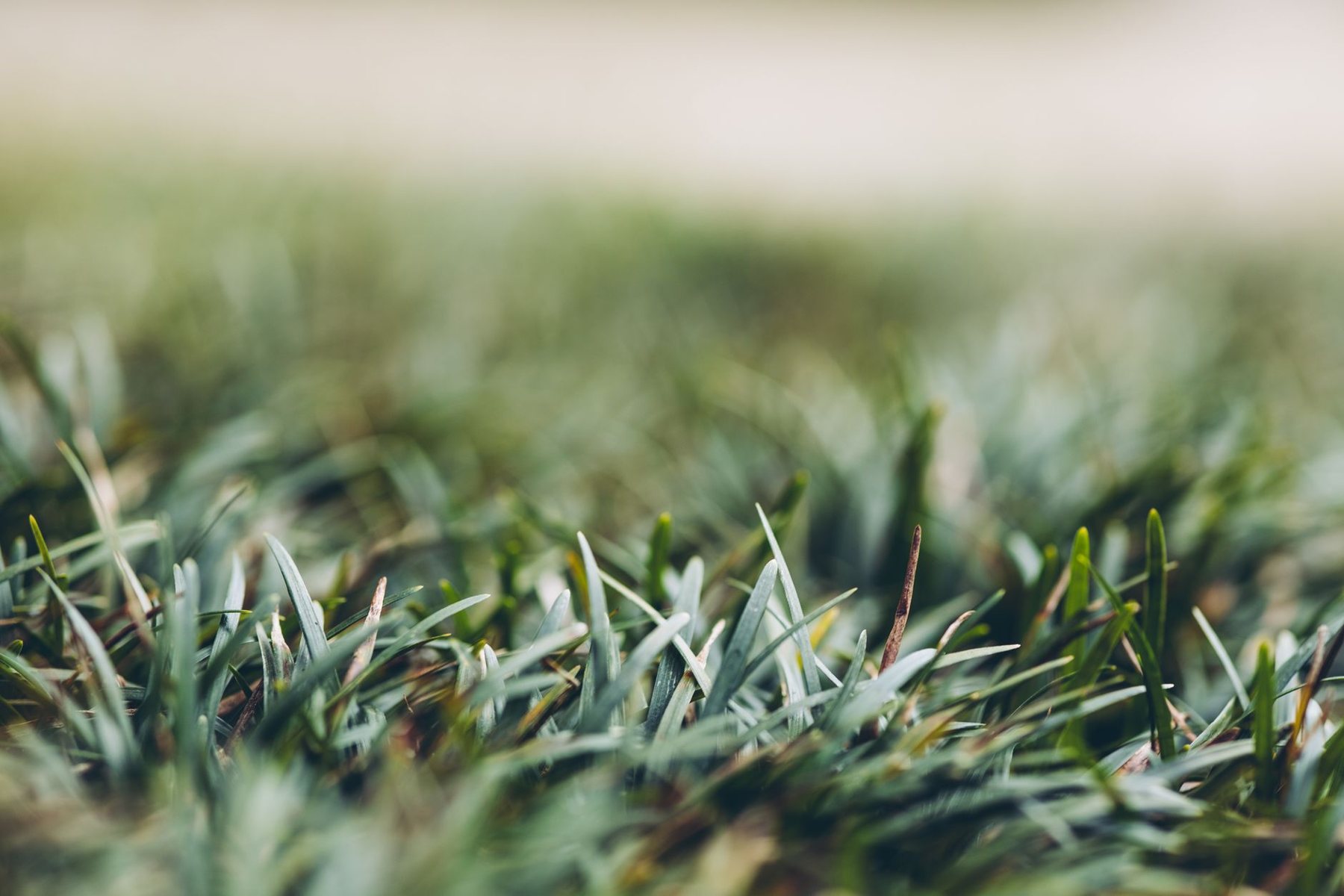 Lawn Removal & Base Prep in Glendale AZ