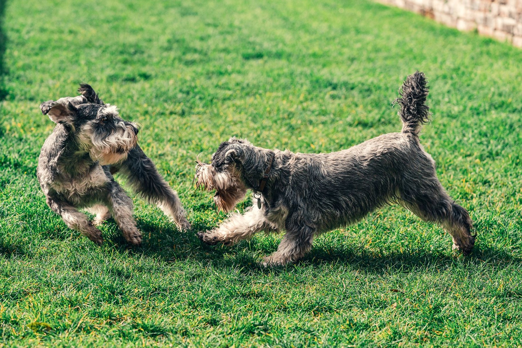 Pet-Friendly Turf in Glendale AZ