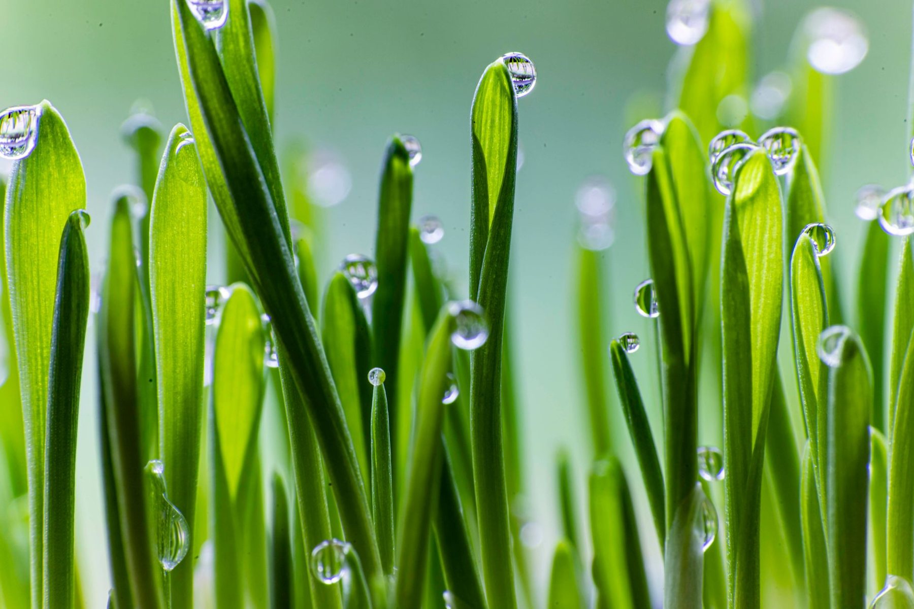Artificial turf installation in Glendale, AZ
