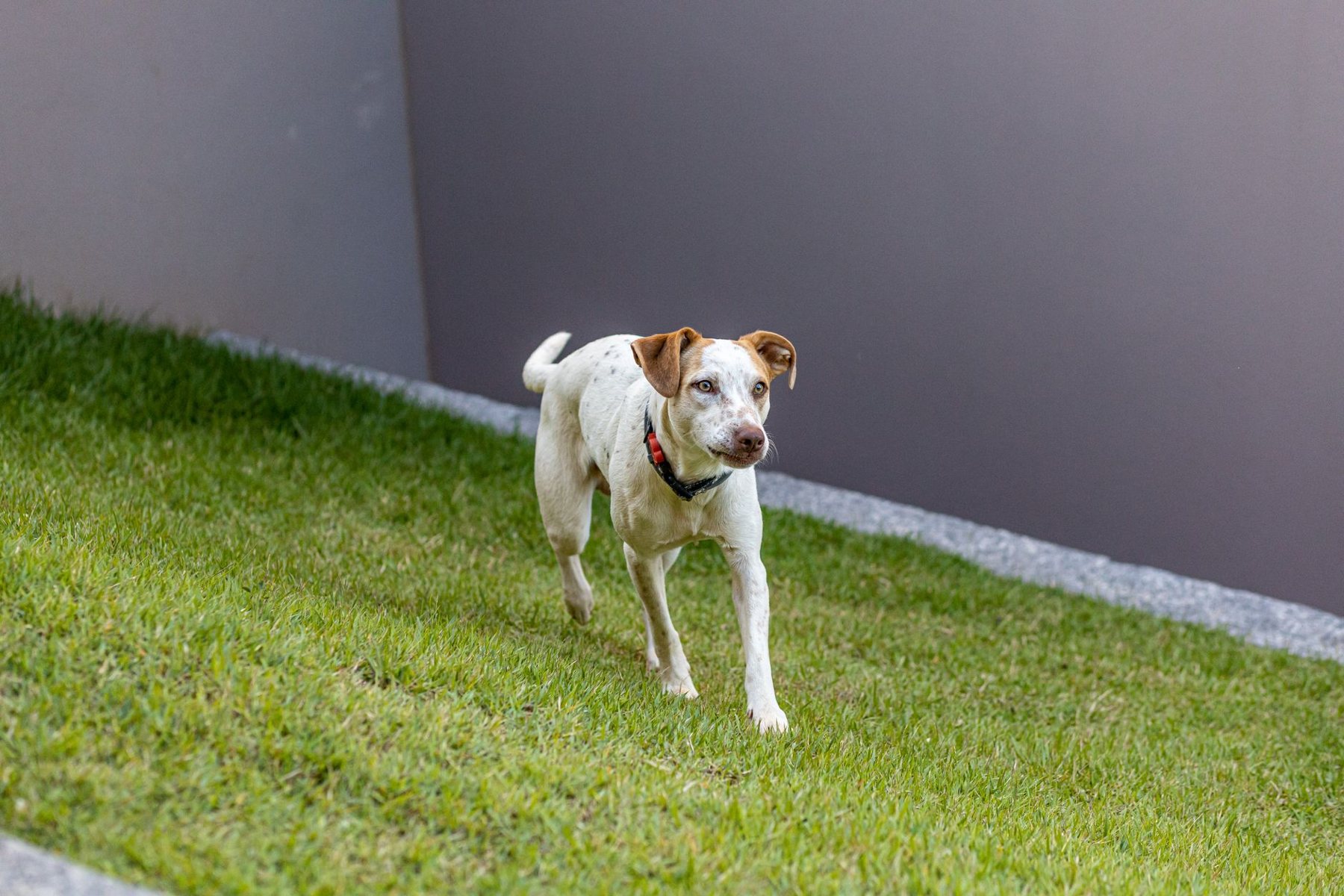 Pet turf & clean edges in Glendale, AZ
